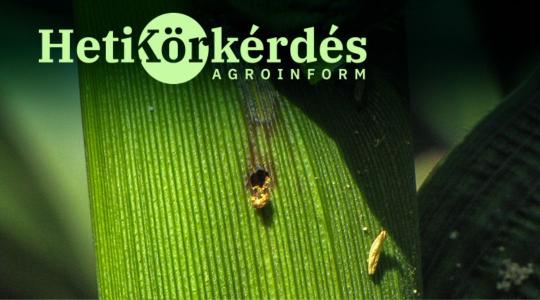 Mit tehetünk a toxinmentes kukoricánkért? – Heti Körkérdés