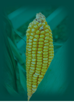 kukorica