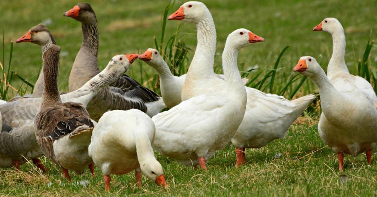 Beigazolódott a gyanú: újra megjelent a madárinfluenza