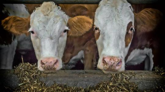 A következő járvány a te gazdaságodban kezdődhet – hacsak nem lépsz időben A következő járvány a te gazdaságodban kezdődhet – hacsak nem lépsz időben