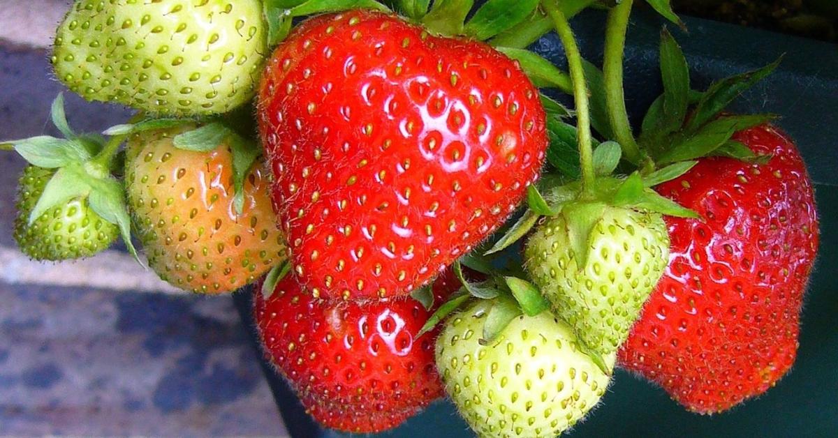 Félve vártuk a szamócaszezont, de a legtöbben elégedettek lehetnek
