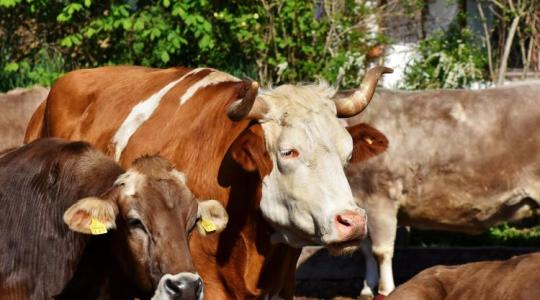 Száj- és körömfájás, lóherpesz, kiskérődzők pestise – hol lesz ennek a vége?