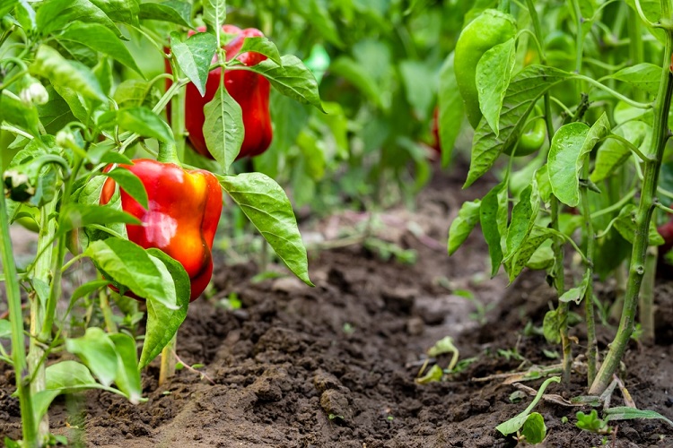 paprika