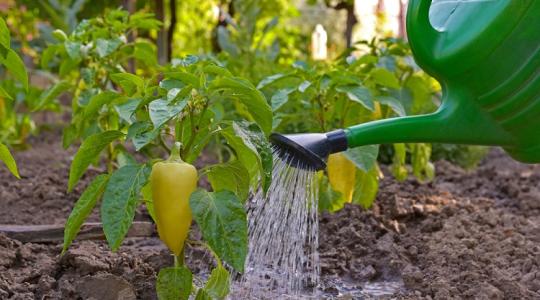 Miért sárgul a paprika levele? Eláruljuk, hogy mentsd meg a növényt! Miért sárgul a paprika levele? Eláruljuk, hogy mentsd meg a növényt!