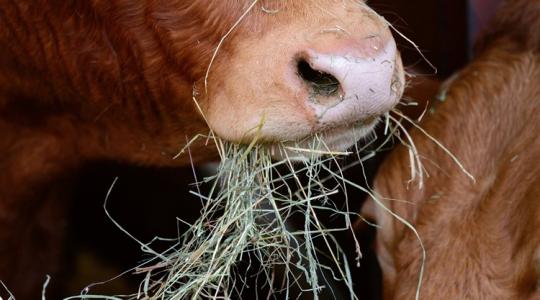 A leleményes gazda kukásautóból fejlesztett etetőkocsit – és működik! A leleményes gazda kukásautóból fejlesztett etetőkocsit – és működik!