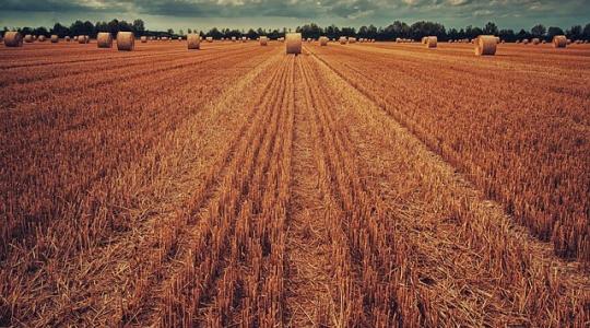 Őszi kalászos? Kezdje el most: talajélet-indítás aratás után Őszi kalászos? Kezdje el most: talajélet-indítás aratás után