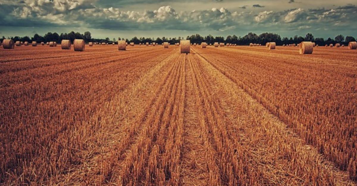 Őszi kalászos? Kezdje el most: talajélet-indítás aratás után