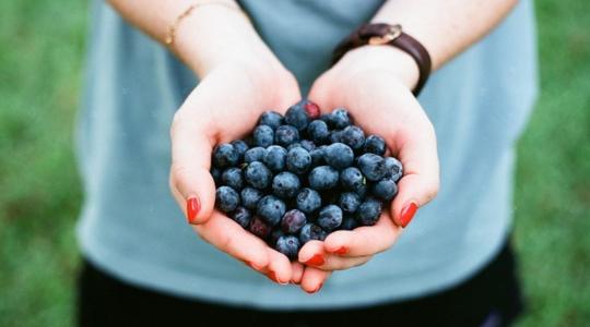  Az áfonya, ami többet tud, mint hinnéd – termeszd otthon!