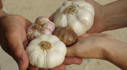Import vs. hazai: így ismerd fel a különbséget a fokhagyma között Import vs. hazai: így ismerd fel a különbséget a fokhagyma között