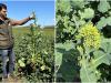 Repcesiker Kéthelyről: KWS hibridekre épít a Hubertus Agráripari Bt. – gazdariport