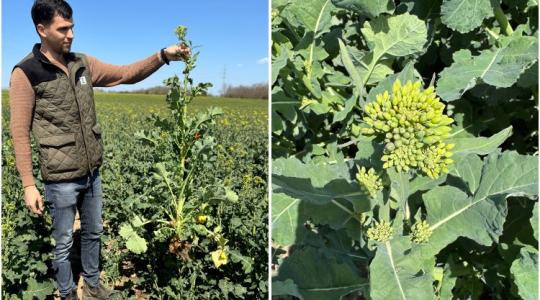 Repcesiker Kéthelyről: KWS hibridekre épít a Hubertus Agráripari Bt. – gazdariport Repcesiker Kéthelyről: KWS hibridekre épít a Hubertus Agráripari Bt. – gazdariport
