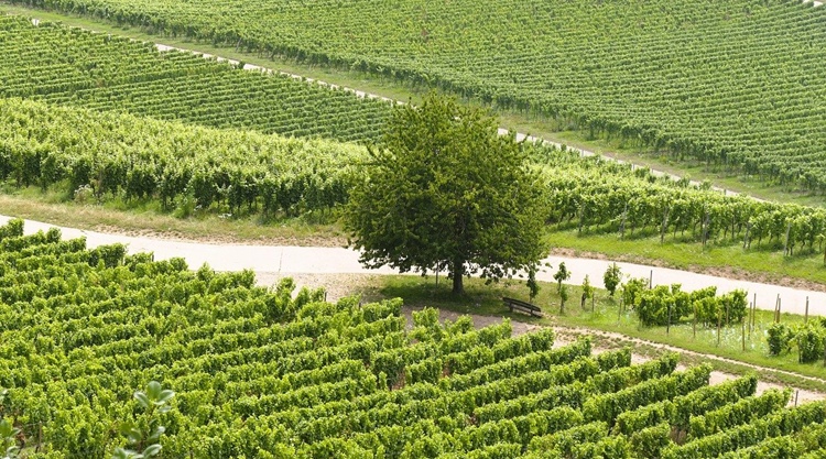 szolo