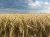 Magyarország megerősíti agrárpiacát: kizárnák az ukrán gabonát
