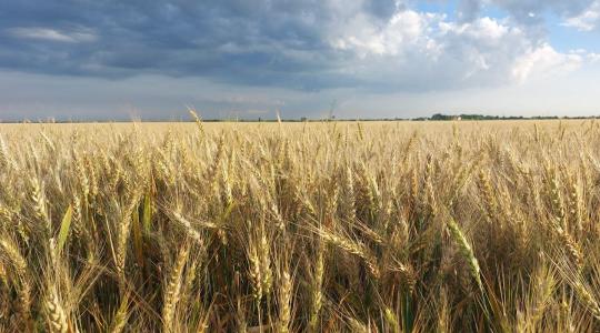 Magyarország megerősíti agrárpiacát: kizárnák az ukrán gabonát
