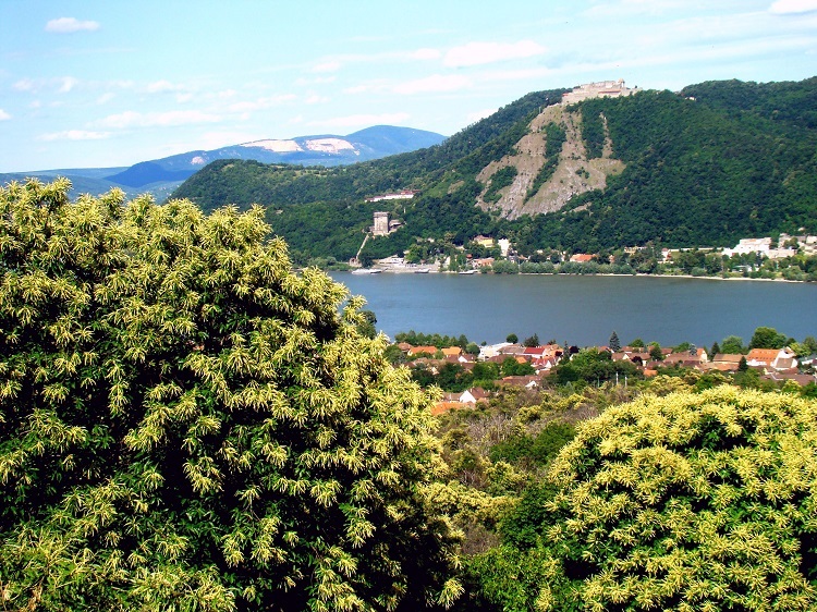 gesztenye
