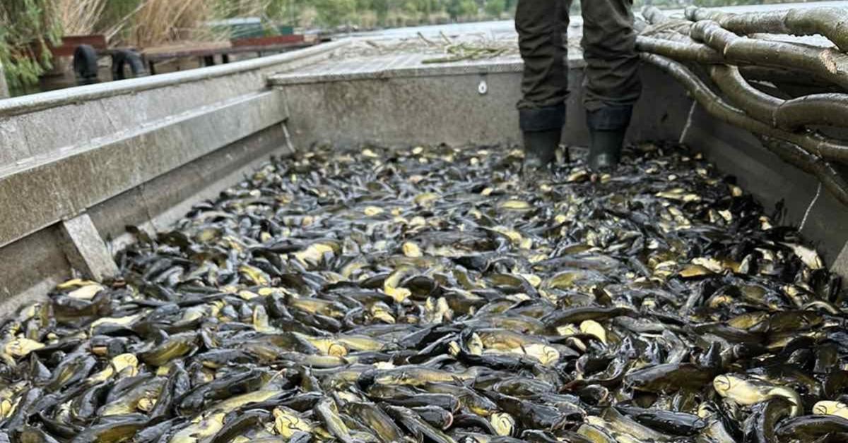 Hihetetlen, de igaz: ingyen adják a túlszaporodott tiszai halakat