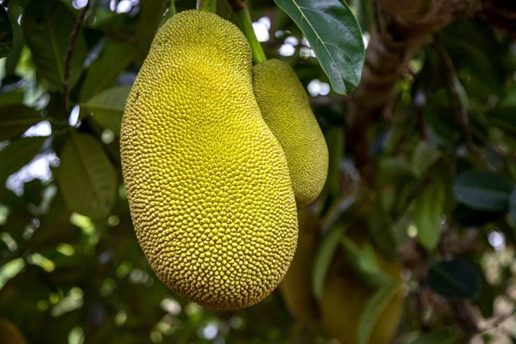 jackfruit