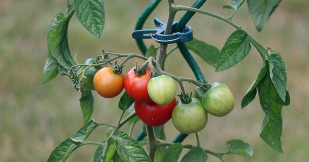Kevesebb lomb, több termés – ezért éri meg kacsolni a paradicsomot