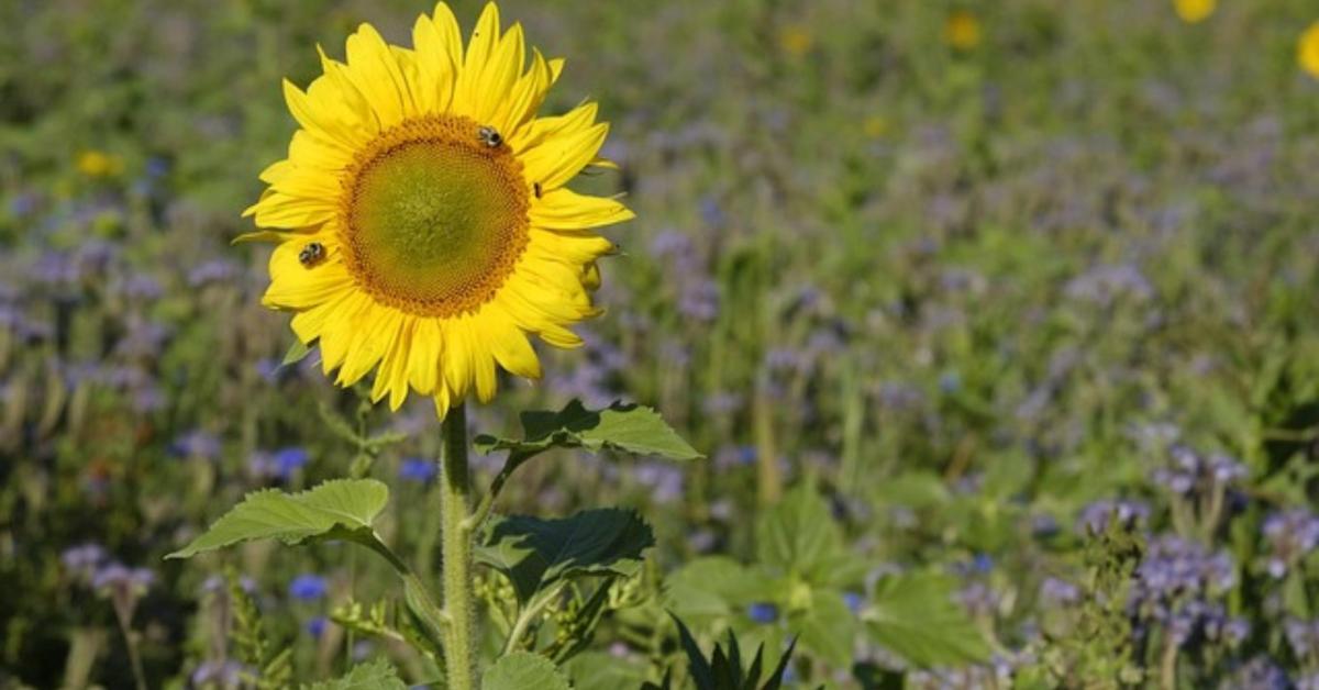 Hogyan növelhetjük a talaj vízmegtartó képességét?