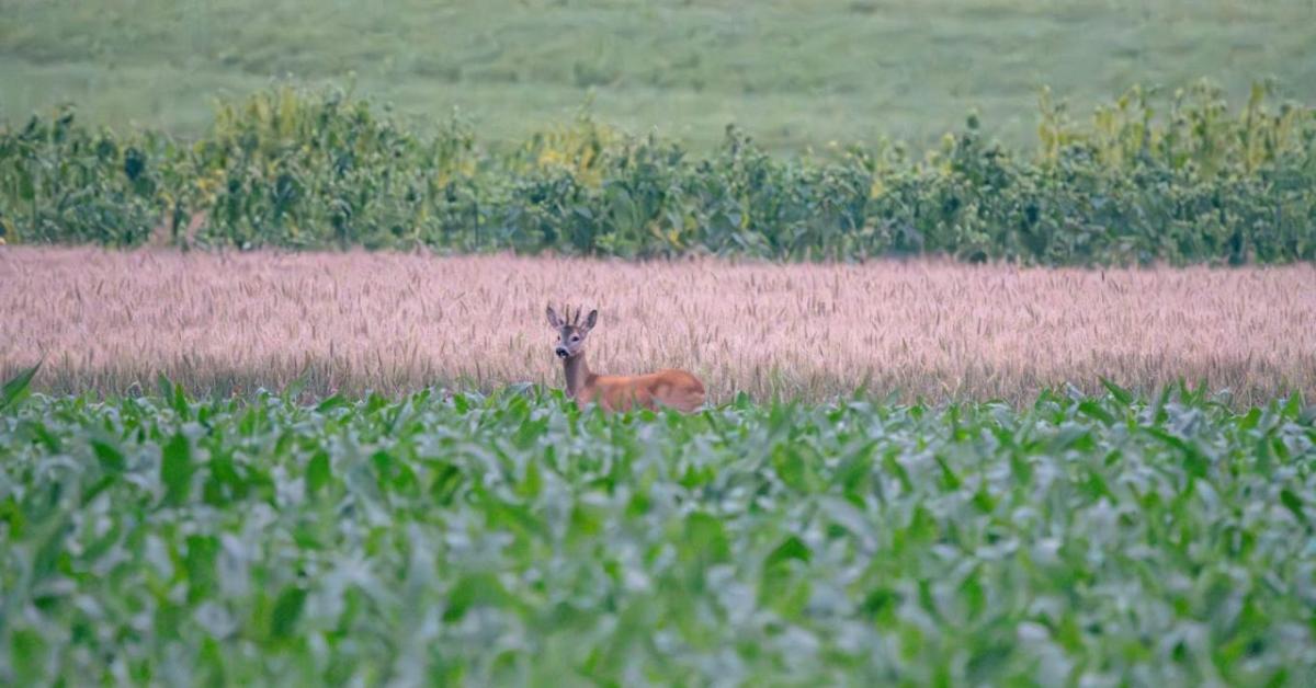 Torz agancsok és meddőség – veszélyben a vadállomány Torz agancsok és meddőség – veszélyben a vadállomány