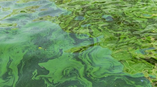 Megjelentek az algák a Balatonban, pedig az időjárás nem indokolná Megjelentek az algák a Balatonban, pedig az időjárás nem indokolná