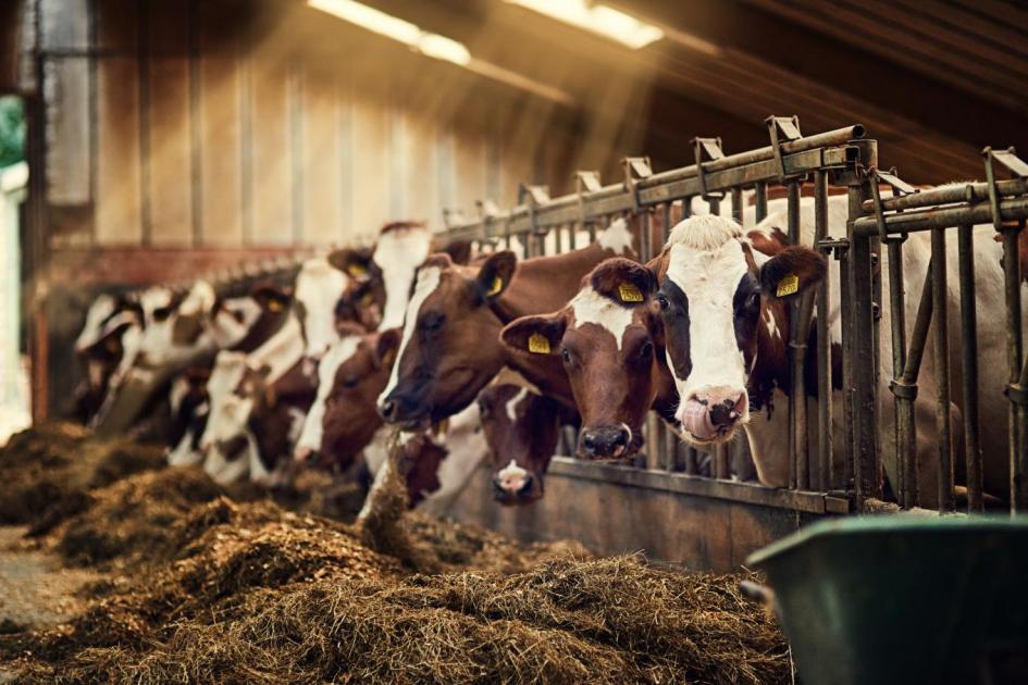 Megkönnyebbülés után bizonytalanság – mi lesz az állattartókkal? Megkönnyebbülés után bizonytalanság – mi lesz az állattartókkal?