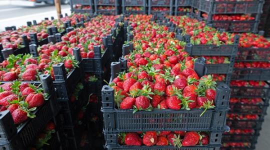 Buktak az „ál-lajosmizsei eprek” – komoly bírságokat hozott az országos ellenőrzés Buktak az „ál-lajosmizsei eprek” – komoly bírságokat hozott az országos ellenőrzés