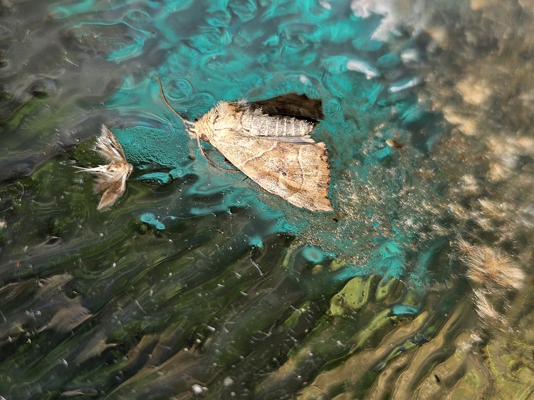 bagolylepke