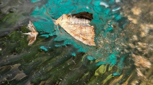 Bagolylepkék inváziója várható – csak a korai permetezés segíthet