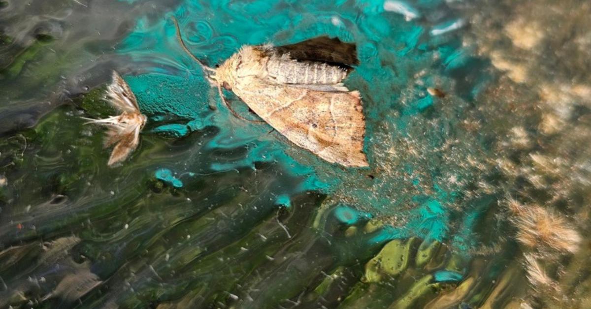 Bagolylepkék inváziója várható – csak a korai permetezés segíthet