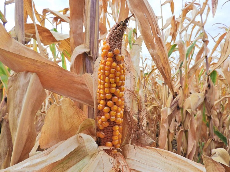 agrometry