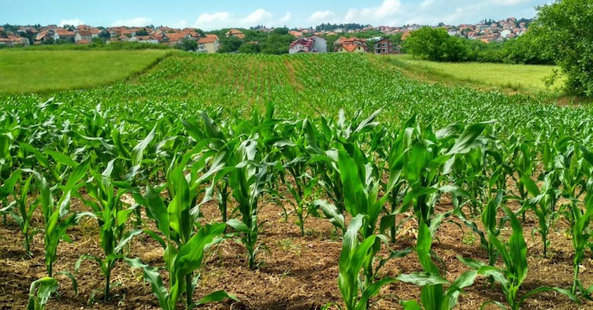 Új mérföldkő az európai kukoricanemesítésben