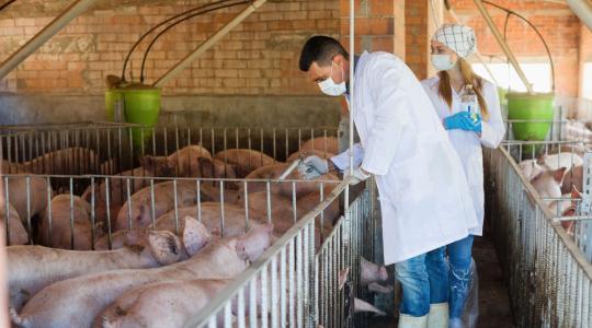 Mérnök vagy állatorvos? Döntés előtt a hazai állategészségügy Mérnök vagy állatorvos? Döntés előtt a hazai állategészségügy
