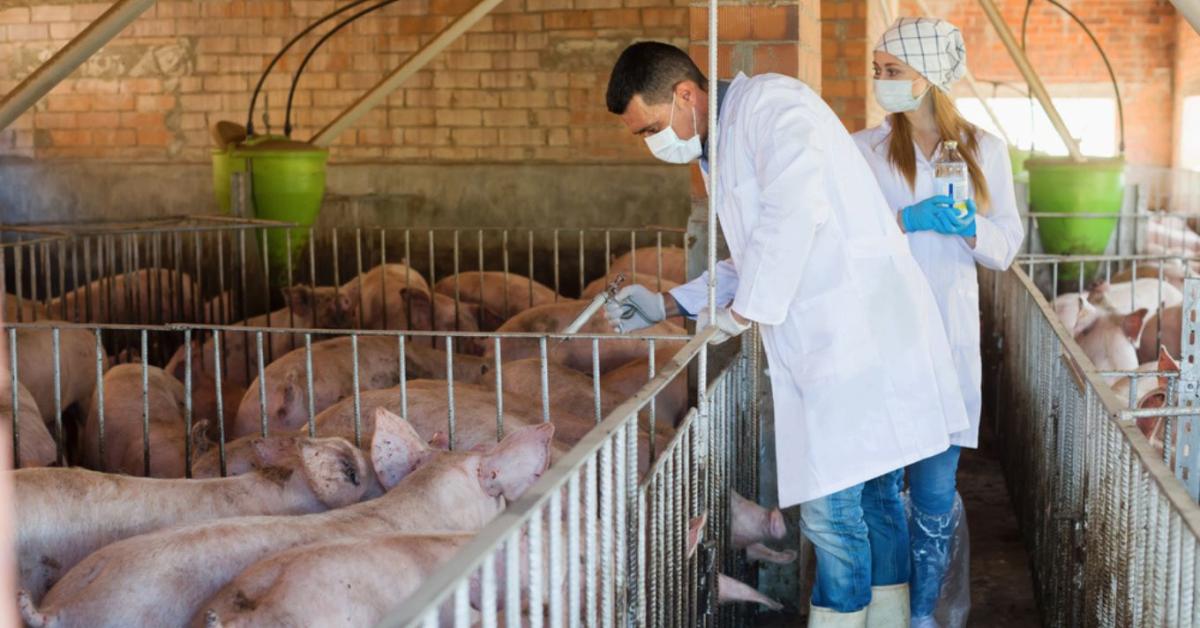 Mérnök vagy állatorvos? Döntés előtt a hazai állategészségügy