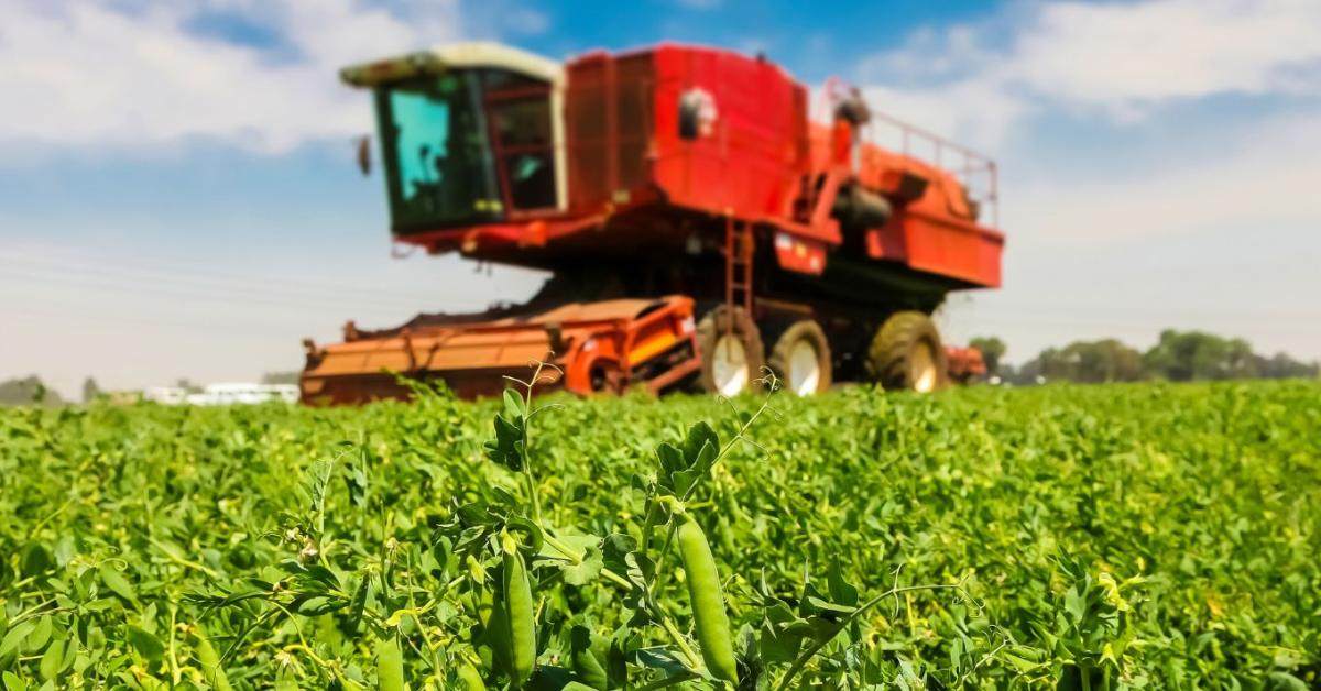 Megéri az öntözés – látványos zöldborsóhozam az Orosfarmnál