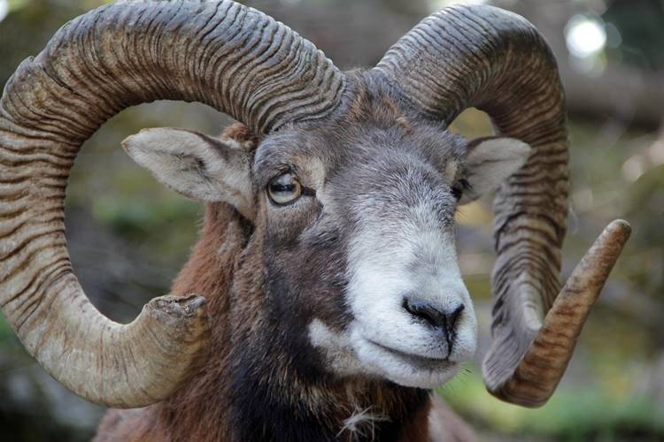 muflon