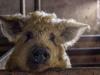 100% magyar mangalica – így lett világsiker Spanyolországban +VIDEÓ