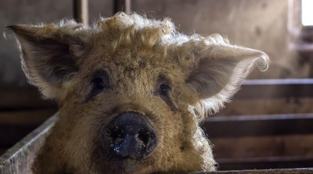 100% magyar mangalica – így lett világsiker Spanyolországban +VIDEÓ