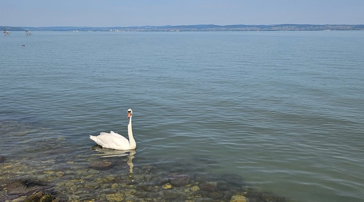 balaton