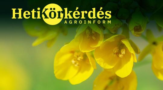 Mit jelent a széles körű genetikai biztonság a modern repcéknél? – Heti Körkérdés Mit jelent a széles körű genetikai biztonság a modern repcéknél? – Heti Körkérdés