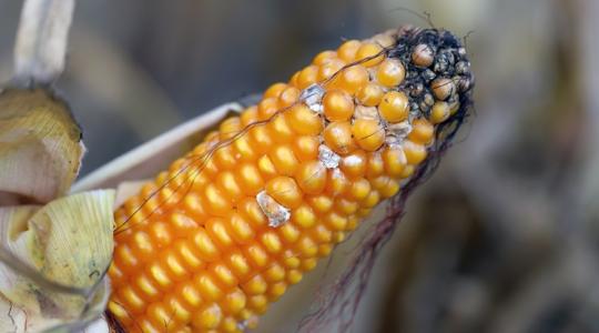 Toxinfertőzés elleni védekezés: ezt minden gazdának tudnia kell Toxinfertőzés elleni védekezés: ezt minden gazdának tudnia kell