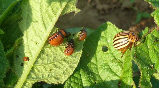 Újra támad a burgonyabogár – mit tehet a házikertész? Újra támad a burgonyabogár – mit tehet a házikertész?