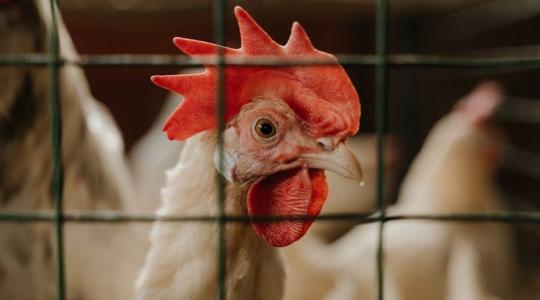 Véleményezhető az állatjóléti jogszabályok jövője – itt a lehetőség beleszólni