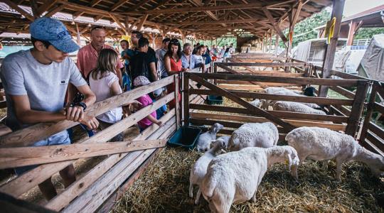 Debrecen ad otthont az egyetlen hazai tenyészállat-bemutatónak Debrecen ad otthont az egyetlen hazai tenyészállat-bemutatónak