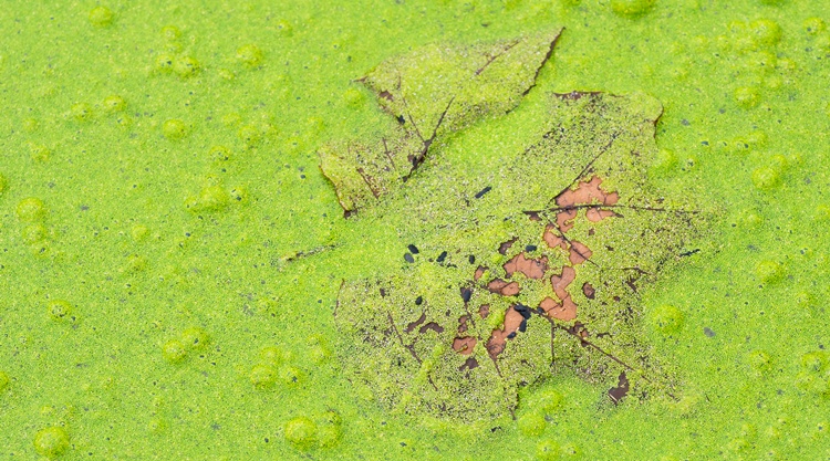 alga
