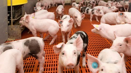 Új, dél-olasz sertéspestis-törzs bukkant fel Németországban: de hogy került oda? Új, dél-olasz sertéspestis-törzs bukkant fel Németországban: de hogy került oda?