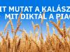Mit mutat a kalász? Mit diktál a piac? – Agroinform webinárium