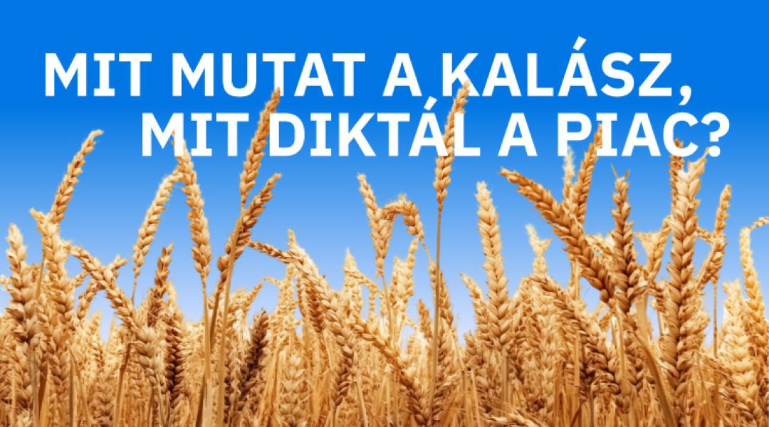 Mit mutat a kalász? Mit diktál a piac? – Agroinform webinárium