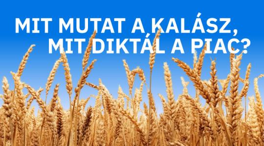 Mit mutat a kalász? Mit diktál a piac? – Agroinform webinárium Mit mutat a kalász? Mit diktál a piac? – Agroinform webinárium