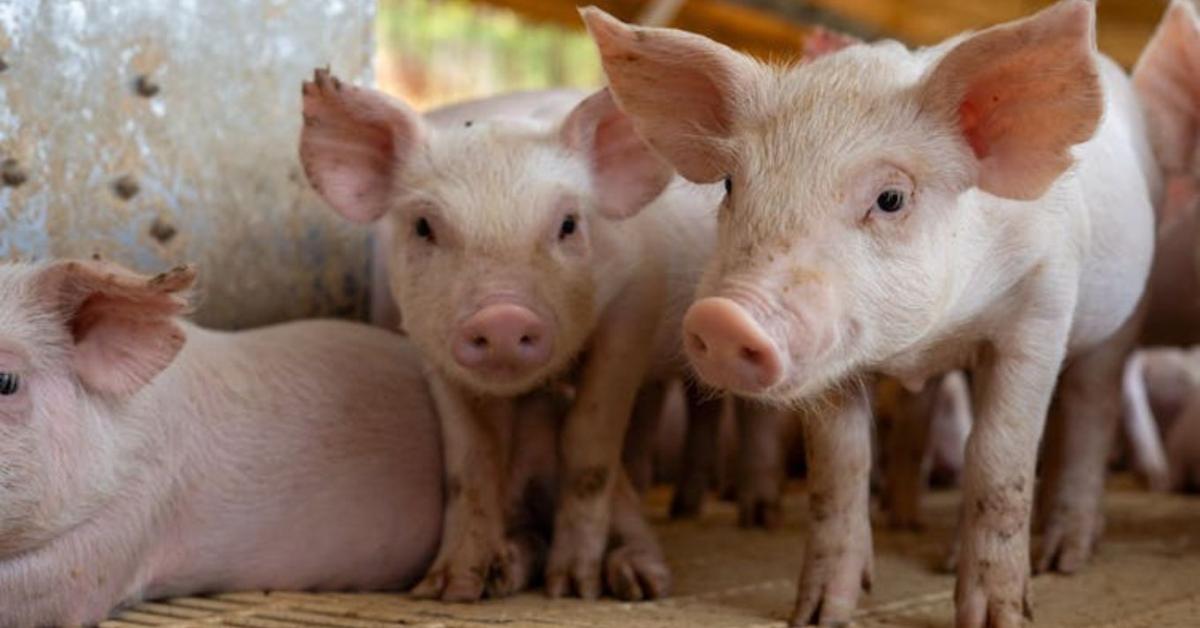 Ennyivel drágulhat a hús – védővám emelheti a takarmányárakat Ennyivel drágulhat a hús – védővám emelheti a takarmányárakat